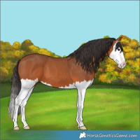 Horse Color:Bay Splash 