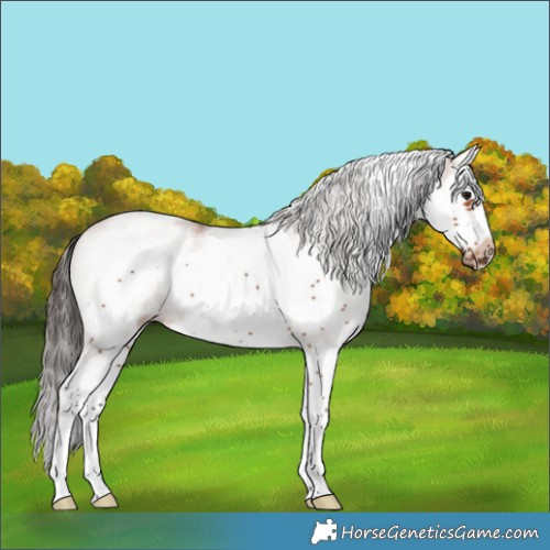 Horse Color:White Spotted Bay Splash Frame 