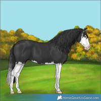Horse Color:Black Splash