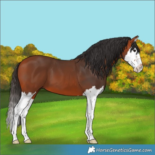 Horse Color:Bay Splash 
