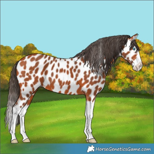Horse Color:Bay Splash Appaloosa
