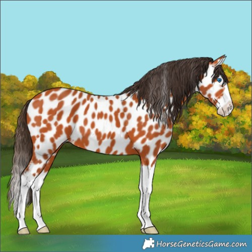 Horse Color:Bay Splash Appaloosa 