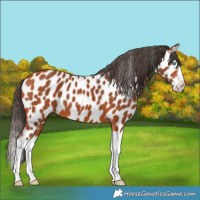 Horse Color:Bay Splash Near Leopard 