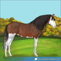 Horse Color:Bay Splash 
