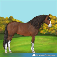 Horse Color:Bay Splash 