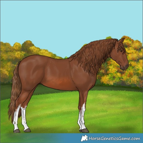 Horse Color:White Spotted Chestnut 