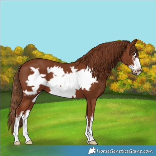 Horse Color:White Spotted Chestnut Frame 