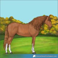 Horse Color:White Spotted Chestnut 