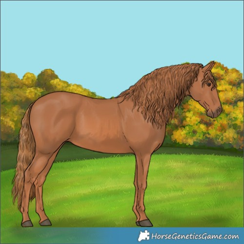 Horse Color:White Spotted Chestnut 