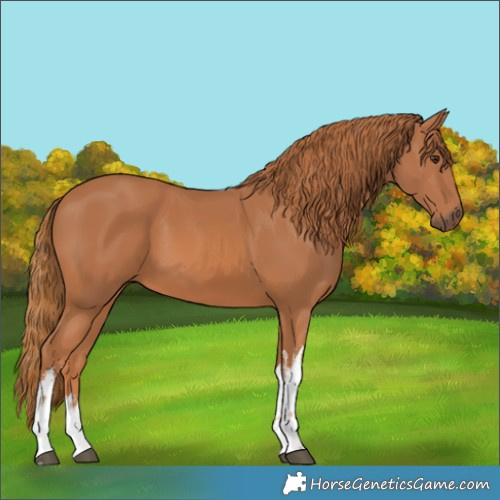 Horse Color:White Spotted Chestnut