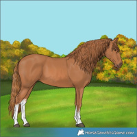 Horse Color:White Spotted Chestnut 