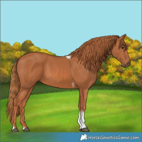 Horse Color:White Spotted Chestnut Tobiano 