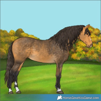 Horse Color:Buckskin 