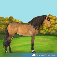 Horse Color:Buckskin 
