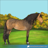 Horse Color:Buckskin 