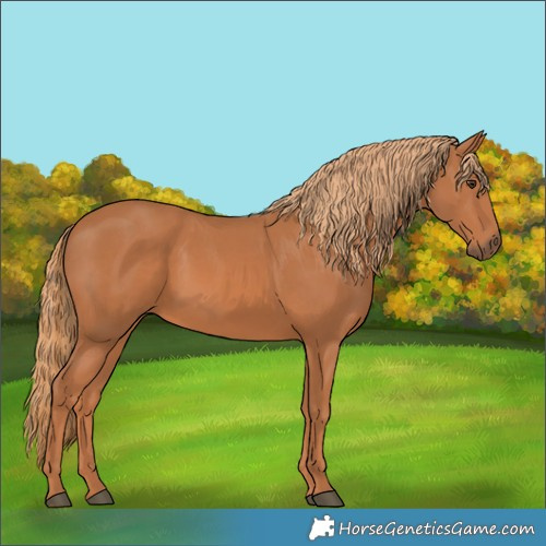 Horse Color:Chestnut 