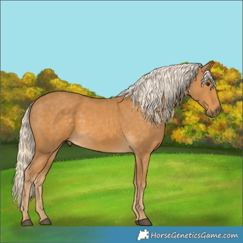 Horse Color:Palomino