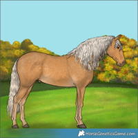 Horse Color:Palomino 