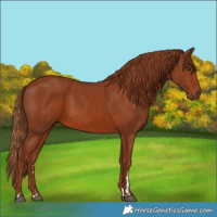 Horse Color:Chestnut 