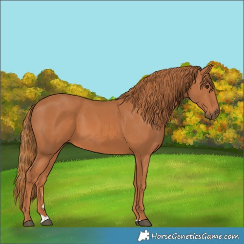Horse Color:Chestnut 