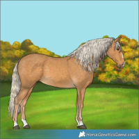 Horse Color:Palomino 