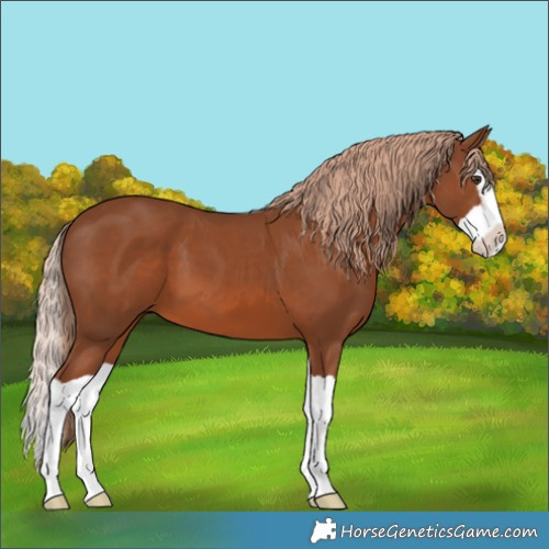 Horse Color:Chestnut Splash