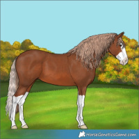 Horse Color:Chestnut Splash 