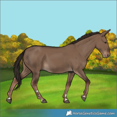 Horse Color:Liver Red Dun Rabicano 