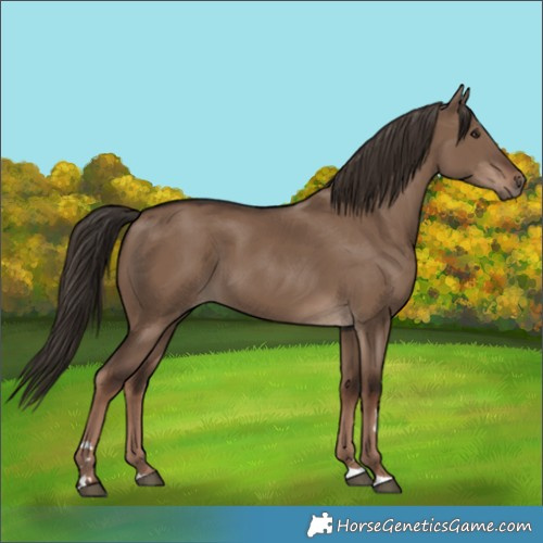 Horse Color:Liver Red Dun Rabicano 