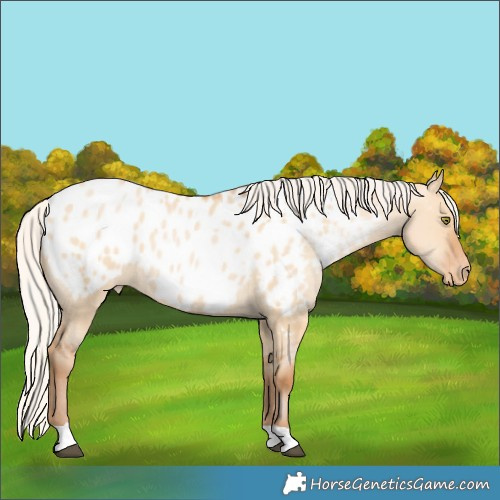 Horse Color:Silver Bay Pearl Dun Appaloosa 