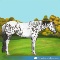 Horse Color:Gray Grullo Tobiano Near Leopard 