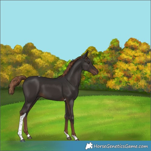 Horse Color:Liver Chestnut Tobiano 