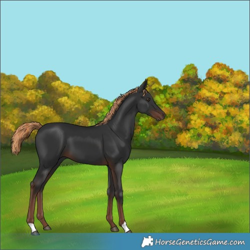 Horse Color:Liver Chestnut 