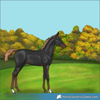 Horse Color:Liver Chestnut 