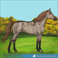 Horse Color:Liver Red Dun Brindle 