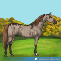 Horse Color:Liver Red Dun Brindle 
