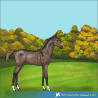 Horse Color:Liver Red Dun Brindle 