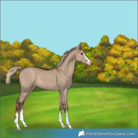 Horse Color:Liver Red Dun 