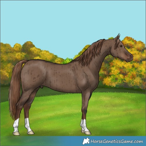 Horse Color:Liver Red Dun Brindle