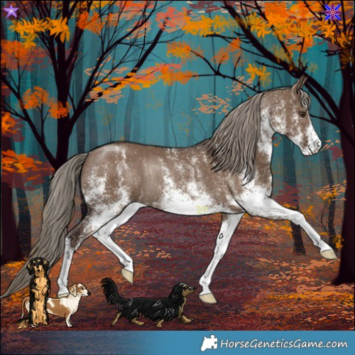Horse Color:White Spotted Liver Red Dun Rabicano 