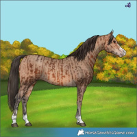 Horse Color:Bay  and Amber Champagne 