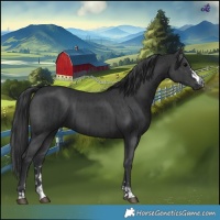 Horse Color:Black  and Black 