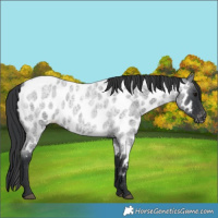 Horse Color:Blue Roan Near Leopard 