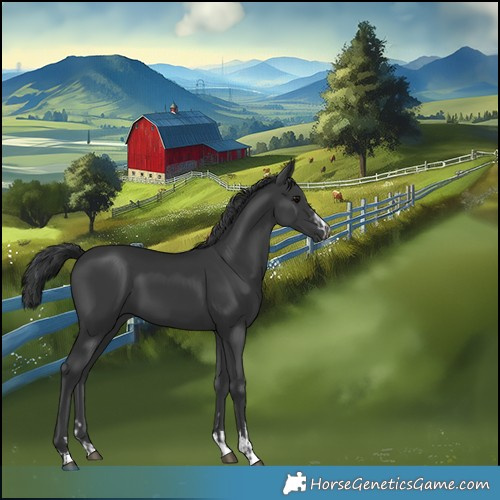 Horse Color:Black  and Black 