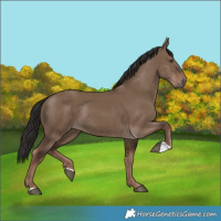 Horse Color:Liver Red Dun Rabicano 