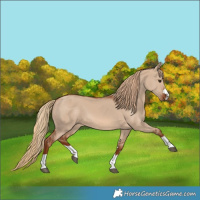 Horse Color:Red Dun 