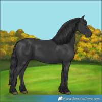 Horse Color:Black 
