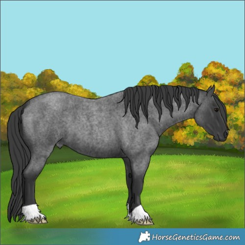 Horse Color:Blue Roan 