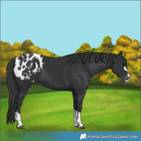 Horse Color:Black Appaloosa 