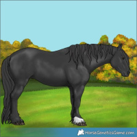 Horse Color:Black 